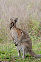 Bridled nailtail wallaby (Onychogalea fraenata) Queensland, Australia, Endangered species, October