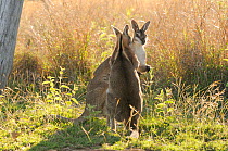 Bridled nailtail wallaby (Onychogalea fraenata) two males boxing, Queensland, Australia, Endangered species, October