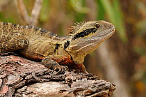 Eastern water dragon (Physignathus lesueurii) portrait on log, central Queensland, Australia, November