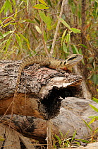Eastern water dragon (Physignathus lesueurii) on log, central Queensland, Australia, November