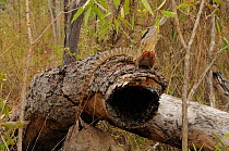 Eastern water dragon (Physignathus lesueurii) camouflaged on log in habitat, central Queensland, Australia, November