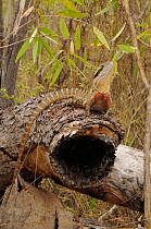 Eastern water dragon (Physignathus lesueurii) camouflaged on log, central Queensland, Australia, November