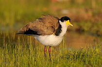 Masked plover / lapwing (Vanellus miles) showing spur on wing, Australian capital territory, Australia, September