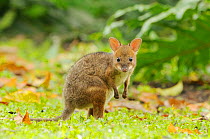 Red-legged pademelon (Thylogale stigmatica) young joey in World Heritage Area rainforest, north Queensland, Australia, November