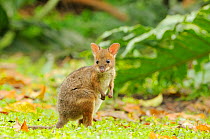 Red-legged pademelon (Thylogale stigmatica) young joey in World Heritage Area rainforest, north Queensland, Australia, November