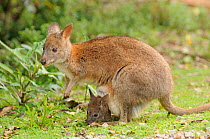 Red-necked pademelon (Thylogale thetis) female with joey in pouch, Lamington National Park, Queensland, Australia, September