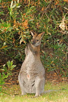 Bennett's wallaby, Tasmanian subspecies of Red-necked wallaby (Macropus rufogriseus) feeding on Acacia leaves, northern Tasmania, Australia, February