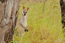 Whiptail / Pretty-faced wallaby (Macropus parryi) Southern Queensland, Australia, October