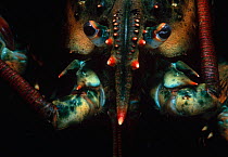 Head, eye and rostrum of Northerm / Maine lobster (Homarus americanus) Hodgekin's Cove,  Massachusetts, USA, Atlantic Ocean.