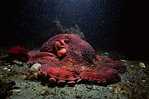 Giant pacific octopus (Octopus dofleini) crawling along the seabed, British Columbia, Canada, Pacific
