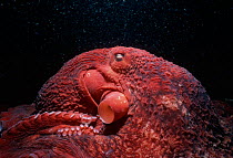 Close up of Giant pacific octopus (Octopus dofleini) crawling along the seabed, British Columbia, Canada, Pacific