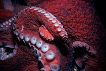 Close up of suckers on the tentacles of Giant Pacific Octopus (Enteroctopus dofleini) British Columbia, Canada, Pacific Ocean.