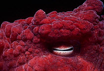 Close up of eye of Giant Pacific Octopus (Enteroctopus dofleini), British Columbia, Canada,  Pacific Ocean.