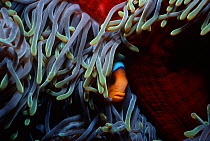 Symbiotic Two-bar clownfish / Two-band anemonefish (Amphiprion bicinctus) hiding in the protection of a Sea anemone's tentacles. Red Sea, Egypt