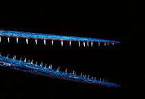 Close up of mouth and teeth of Red Sea needlefish (Tylosurus choram) Red Sea, Egypt