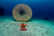 Spiny lobster (Palinurus sp) attracted to the smell of bait in a lobster trap, Ustica Island, Italy, Mediterranean Sea.