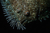 Face of a Windowpane Flounder (Scophthalmus aquosus) Massachusetts, USA, Atlantic Ocean