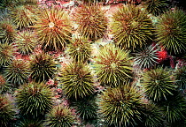 Green sea urchins (Stronglyocentrotus droebachiensiss) scavenging and grazing, USA, North Atlantic Ocean.