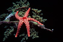Red mesh / Necklace starfish (Fromia monilis) on coral, Red Sea, Egypt