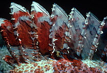 Poisonous dorsal spines of Tassled scorpionfish (Scorpaenopsis oxycephalus) Red Sea, Egypt