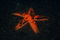 Armored / Spined seastar (Astropecten armatus) on seabed at night, Galapagos Islands, Pacific Ocean.