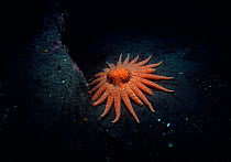 Sunflower starfish (Pycnopodia helianthoides) scavenging on seabed, British Columbia, Canada, Pacific Ocean.
