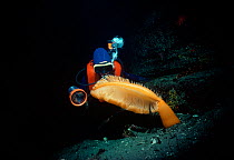 Diver examines Giant Gurney's sea pen (Ptilosarcus gurneyi) British Columbia, Canada, North Pacific Model released.