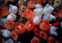White and red Sea Peaches (Halocynthia pyriformis / papillosa) filter feeding on plankton. New England, USA, Atlantic Ocean.