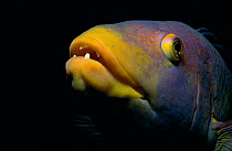 Spanish Hogfish (Bodianus rufus) head portrait. Bahamas, Caribbean.