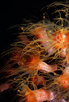 Tube / Orange Sun Corals (Tubastrea faulkneri), also known as Orange Sun Corals, polyps open to feed at night. Egypt, Red Sea.