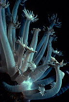 Xenia Coral (Xenia umbellata) polyps open to feed at night. Red Sea, Egypt.