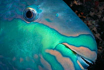 Face of Bridled Parrotfish (Scarus frenatus). Egypt, Red Sea.
