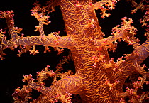 Alcyonarian Coral (Dendronephthya spp.) polyps open and feeding. Red Sea, Egypt.