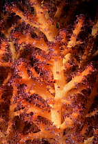 Gorgonian Coral (Gorgonacea) polyps opening to feed at night. Bismarck Sea, Papua New Guinea.