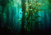 Giant Kelp (Macrocystis pyrifera) fronds reaching for the surface. Channels Islands, California, USA, Pacific Ocean.