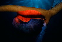 Red Moon Kelp Snail (Norrisia norrisi) grazes on Kelp (Macrocystis pyrifera) stem. Channel Islands, California, USA, Pacific Ocean.