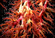 Gorgonian Seafan Coral (Gorgonacea) polyps open to feed at night. South China Sea, Sipadan Island, Borneo.