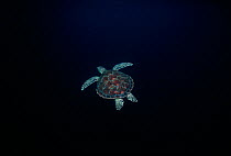 Hawksbill Turtle (Eretmochelys imbricata) swimming in the open ocean at night. South China Sea, Sipadan Island, Borneo.