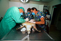 Vets perform an operation to remove tumors from a Loggerhead Turtle (Caretta caretta). The Turtle Hospital, Florida Keys, Florida, USA.