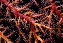 Alcyonarian Coral (Dendronephthya spp.) with polyps open at night. Kimbe Bay, Bismark Sea, Papua New Guinea.
