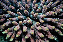 Stony Finger Coral (Acropora humilis). Papua New Guinea, Bismarck Sea.