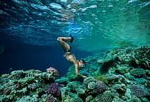 Child snorkeling and exploring on coral reef wall. Red Sea, Egypt. Model released Model released.