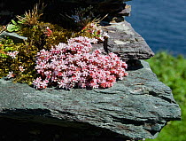 English Stonecrop (Sedum acre) flowering on the wall of a ruined house, Great Blasket Island, Co.Kerry, Republic of Ireland, June