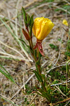 Fragrant / Tufted evening-primrose (Oenothera caespitosa) flower growing wild on sand dunes,  The Raven Nature Reserve, Wexford, Republic of Ireland, June