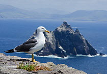 Lesser black-backed gull (Larus fuscus) on cliff with Little Skellig gannetry in the background, Great Skellig island, Co Kerry, Republic of Ireland, June 2011