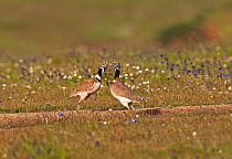 Little Bustards (Tetrax tetrax) two males fighting over control of a favoured spot on the lekking ground, Guerreiro, Castro Verde, Portugal, April