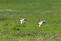 Little Bustard (Tetrax tetrax) male pursuing female who has just arrived on the lekking grounds,  Guerreiro, Castro Verde, Portugal, April