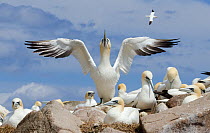 Northern gannet (Morus bassanus) sky-pointing, signalling that it wants to take-off from the colony,   Great Saltee island, Wexford, Republic of Ireland, June
