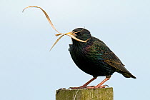 Starling (Sturnus vulgaris) perched on fence post carrying nesting material. Isle of Tiree, Scotland, June.