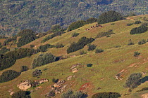 European mouflon (Ovis aries musimon) group on hillside, Sierra de Andújar Jaén, Andalucia, Spain, March